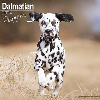 Dalmatian Puppies Calendar 2024 (Square)